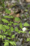 White baneberry <BR>Doll's eyes